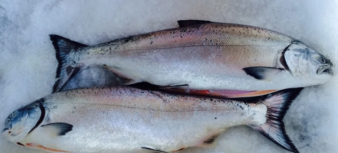 Iced Chinook.JPG