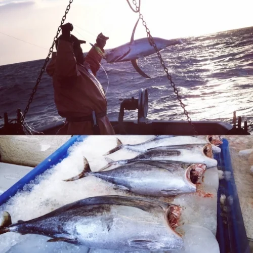 Albacore_tuna.jpg