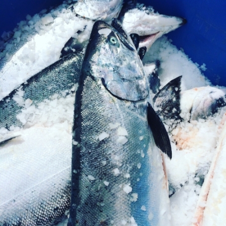 Fresh line caught Chinook Salmon