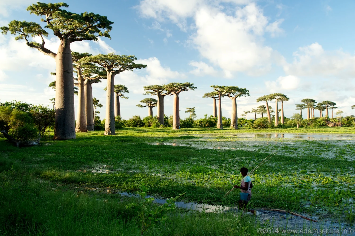 Avenue of the Baobabs, Madagascar