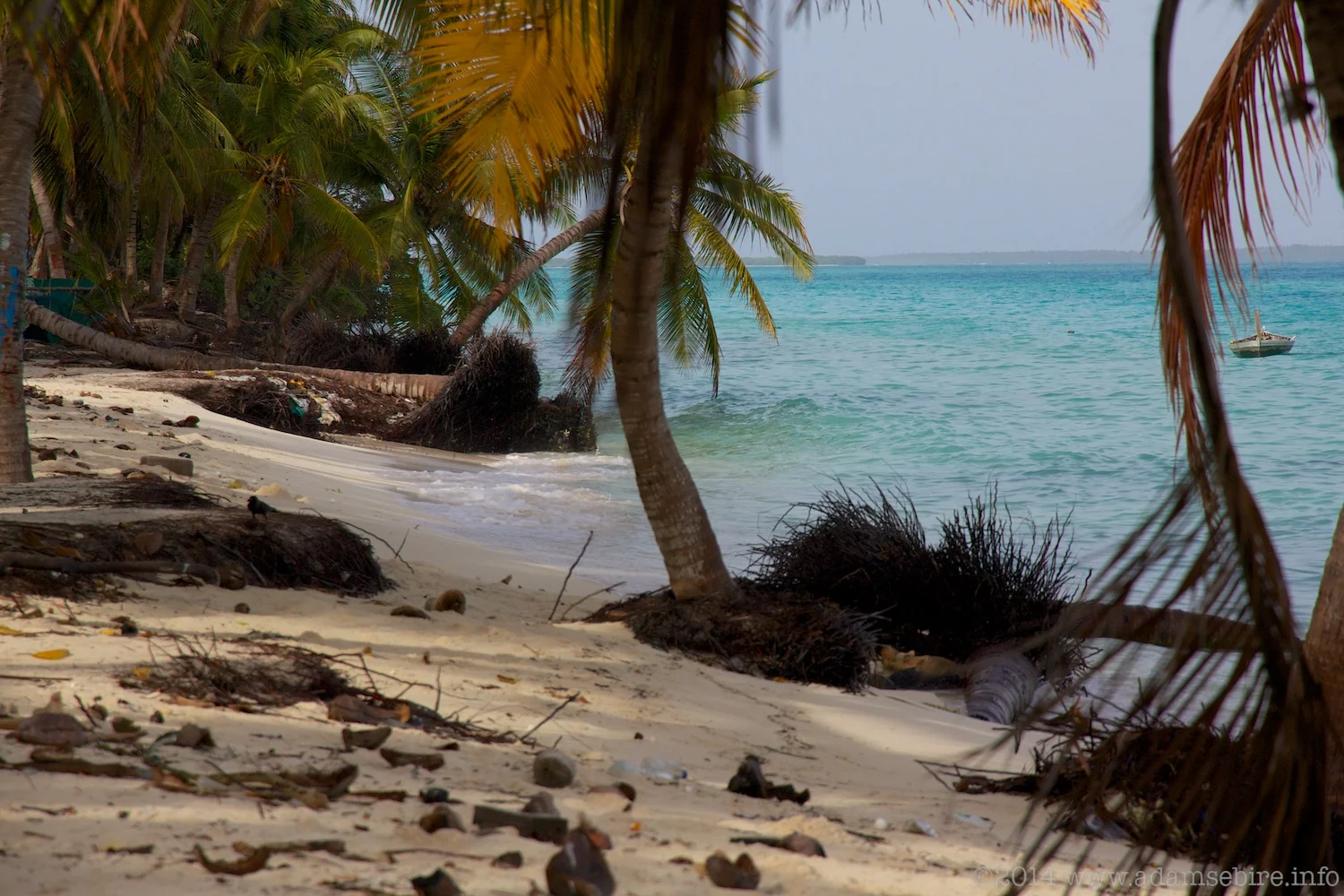 Maldives island erosion; palm trees disappear into the ocean