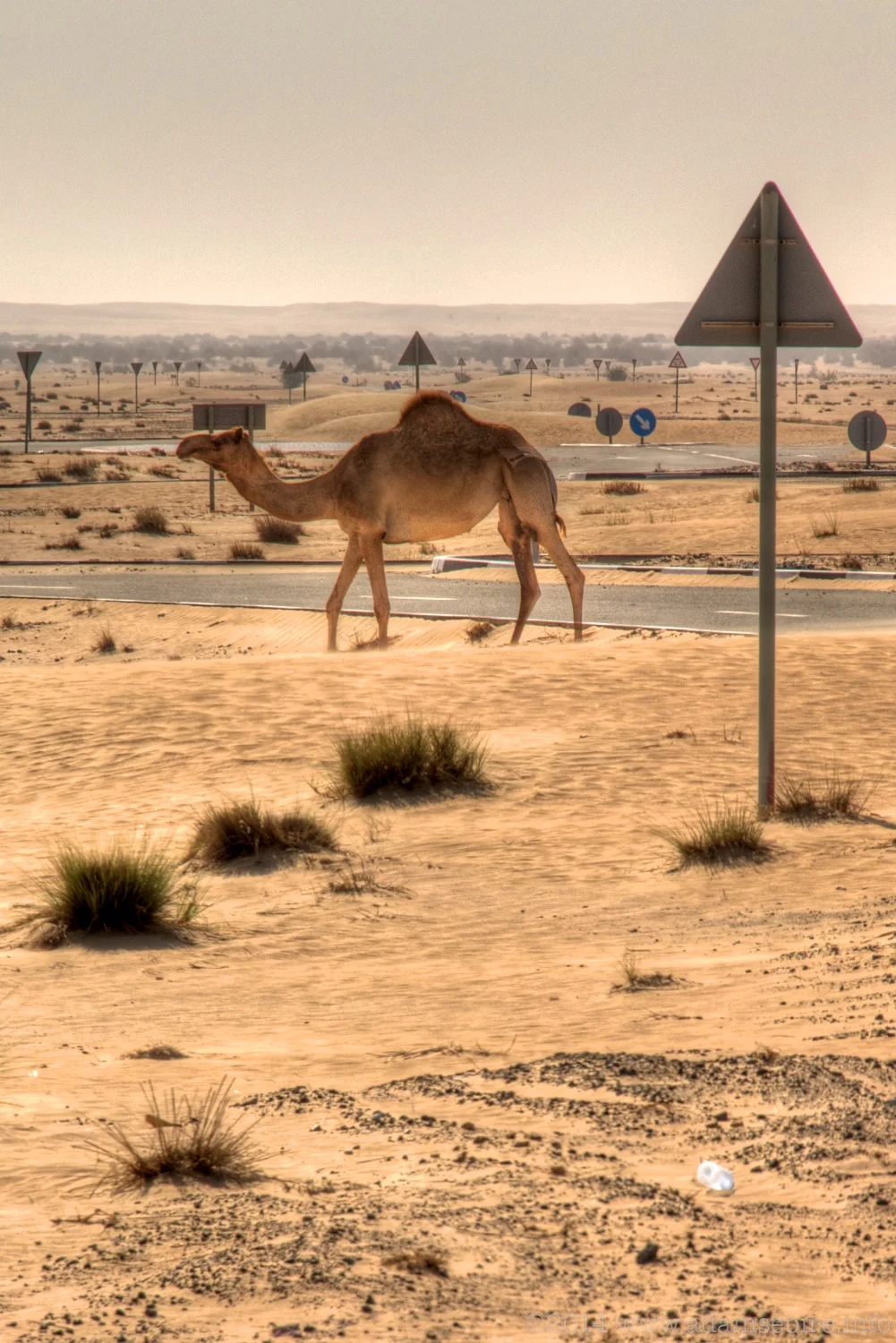 Camel roundabout, Dubai