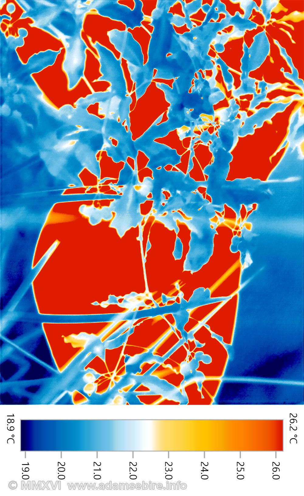 Thermographic art  (thermogram IR001198)