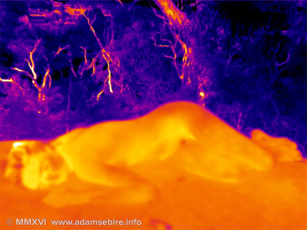 Nude — thermal image art IR001220