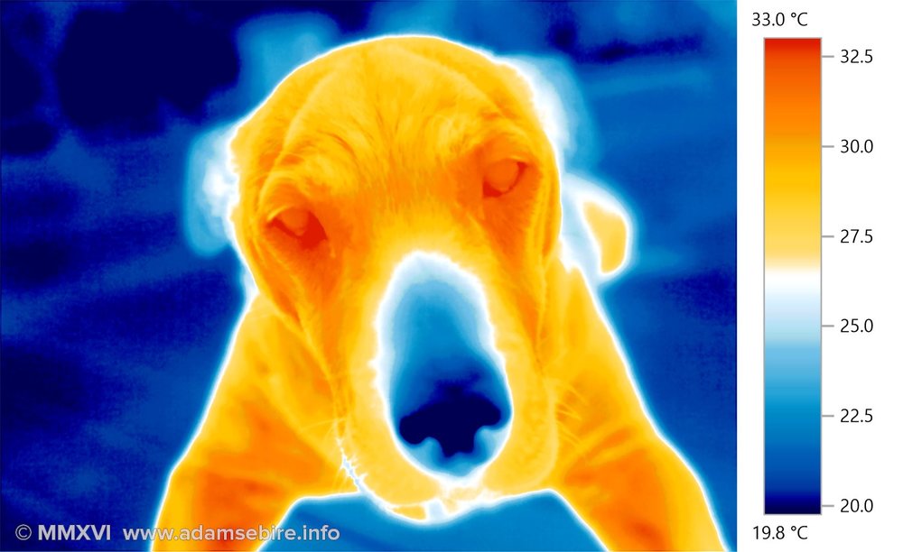 Cold-nosed canine (thermogram IR001296)