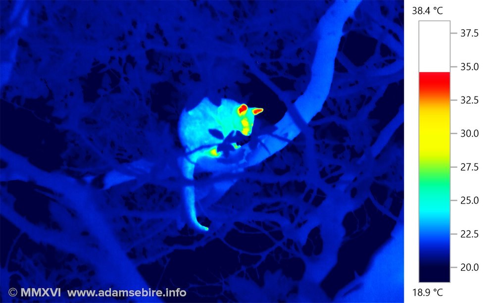 Night vision of a possum (thermal image IR001460)