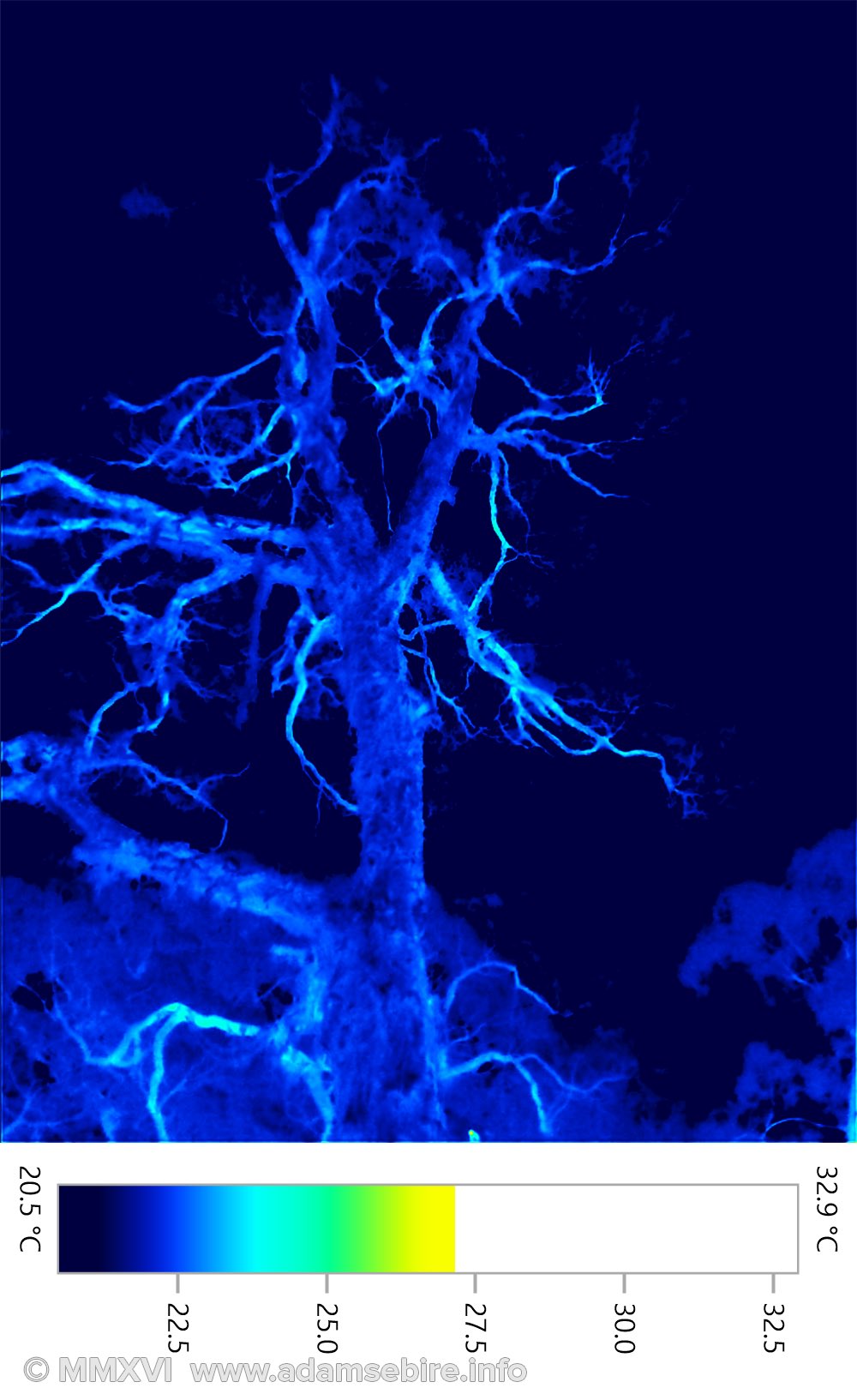 Tree by night (thermographic image 001438)