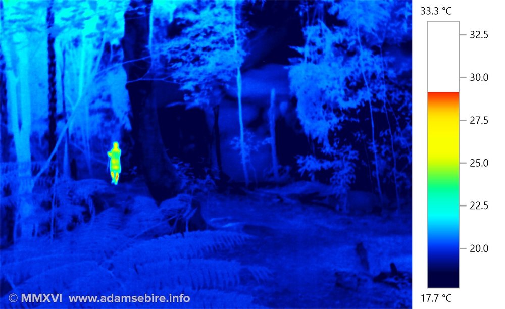 Cool forest (heat sensing camera IR001568)