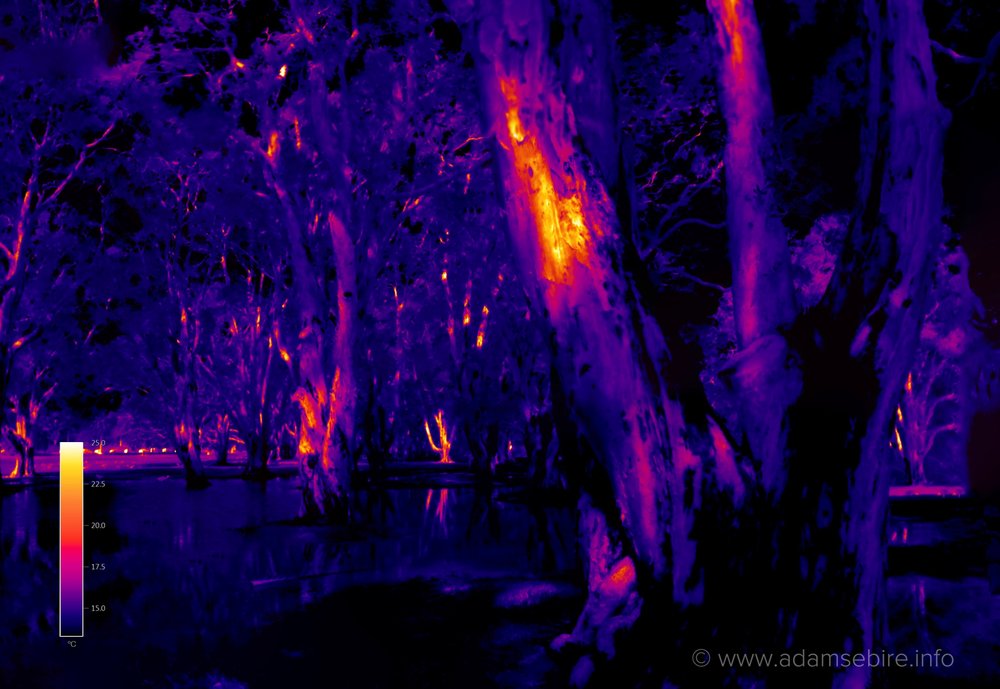 Forest (infrared thermal image IR001354-67)
