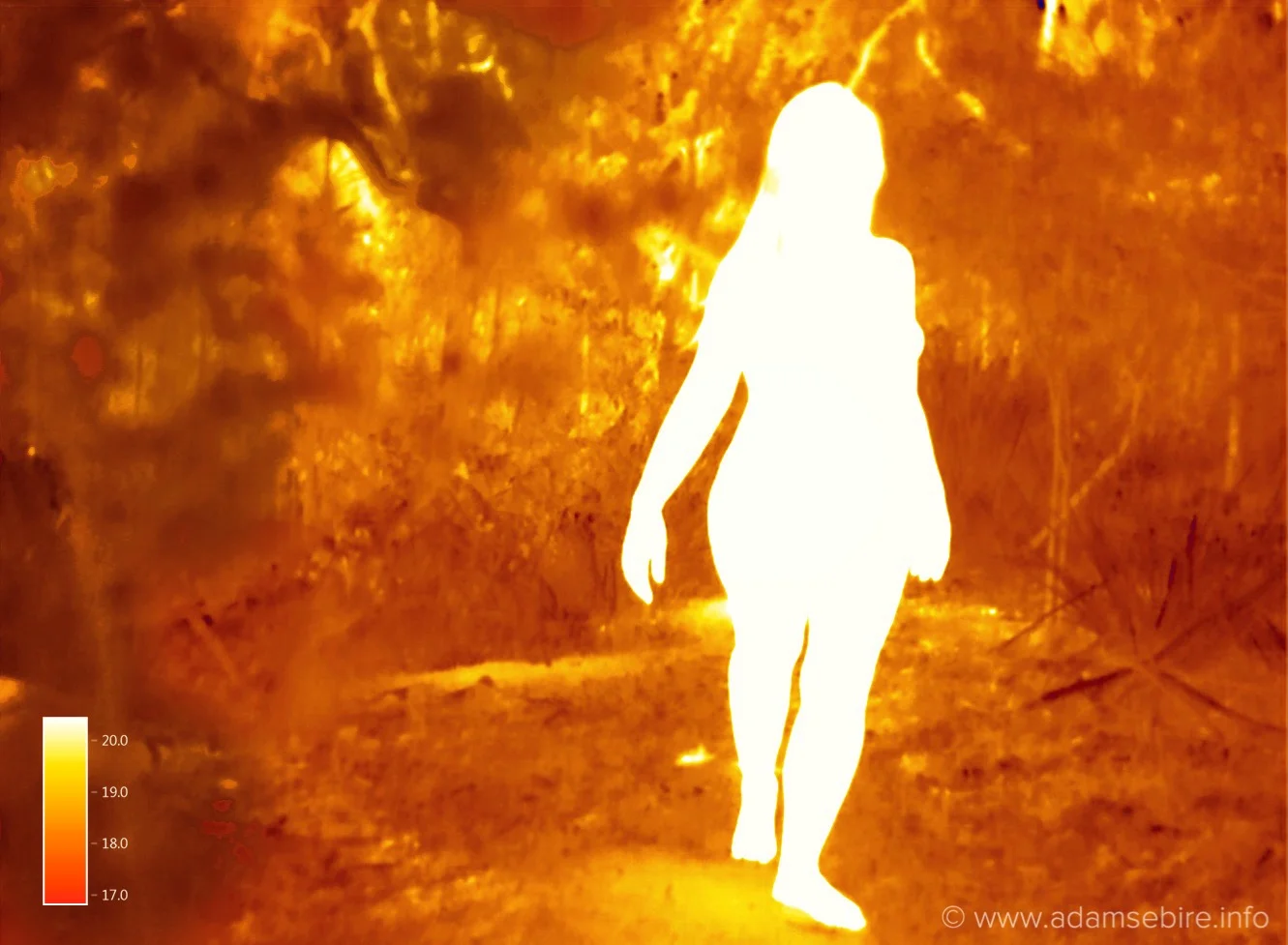 Thermogram IR00260