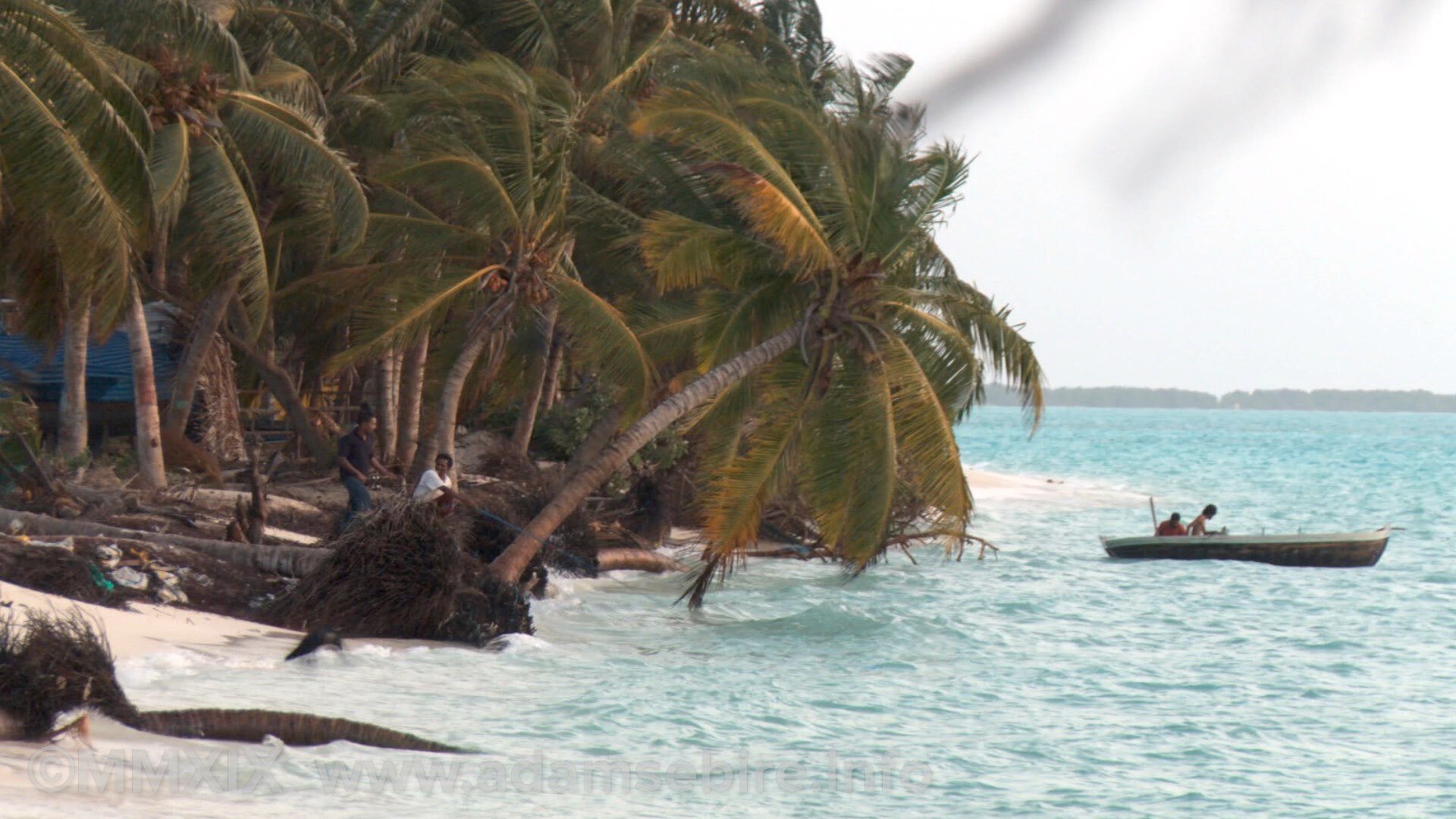 Maldives coastal erosion trees.jpg