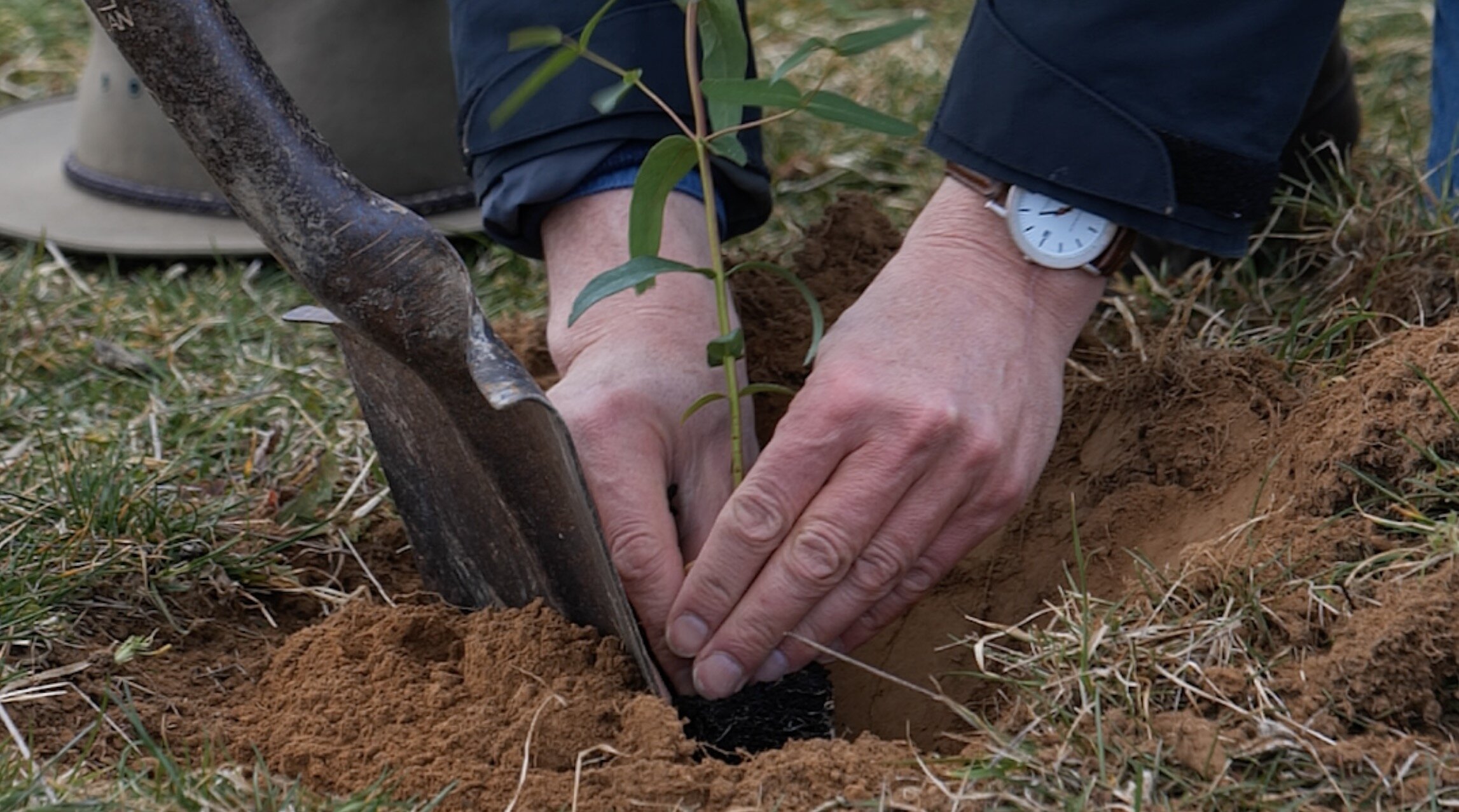 Hands planting a sapling