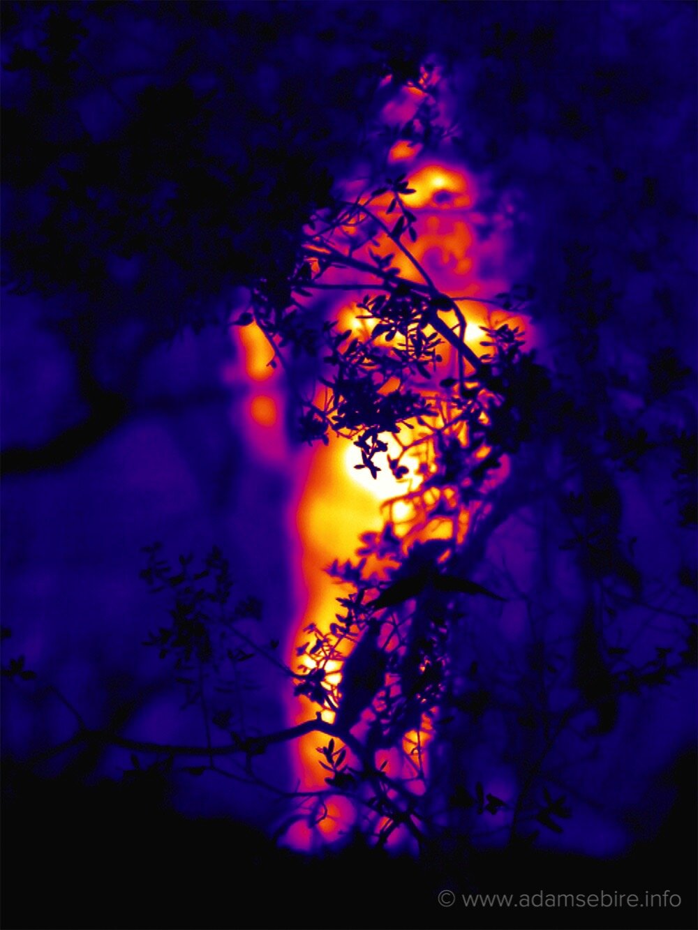 IR00349.jpg