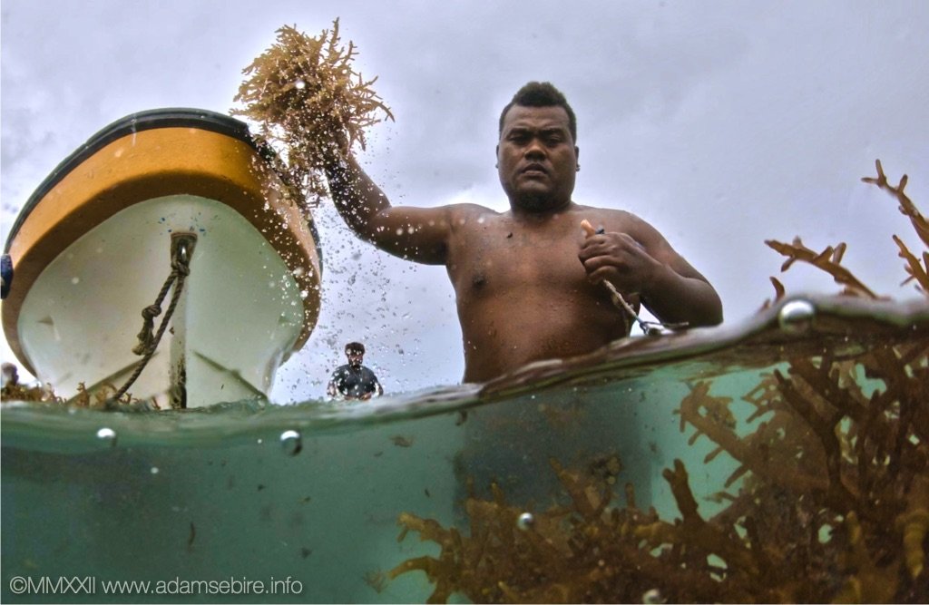 Harvesting seaweed - carbon sink.jpg