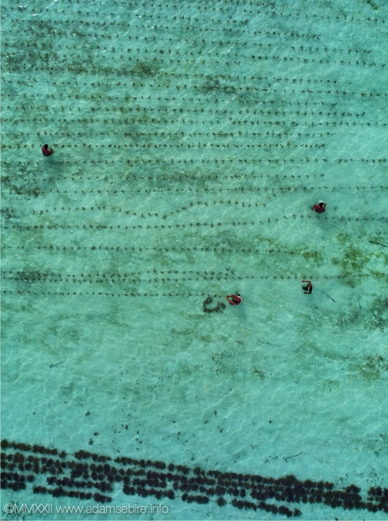 Seaweed farmers, Solomon Islands.jpg