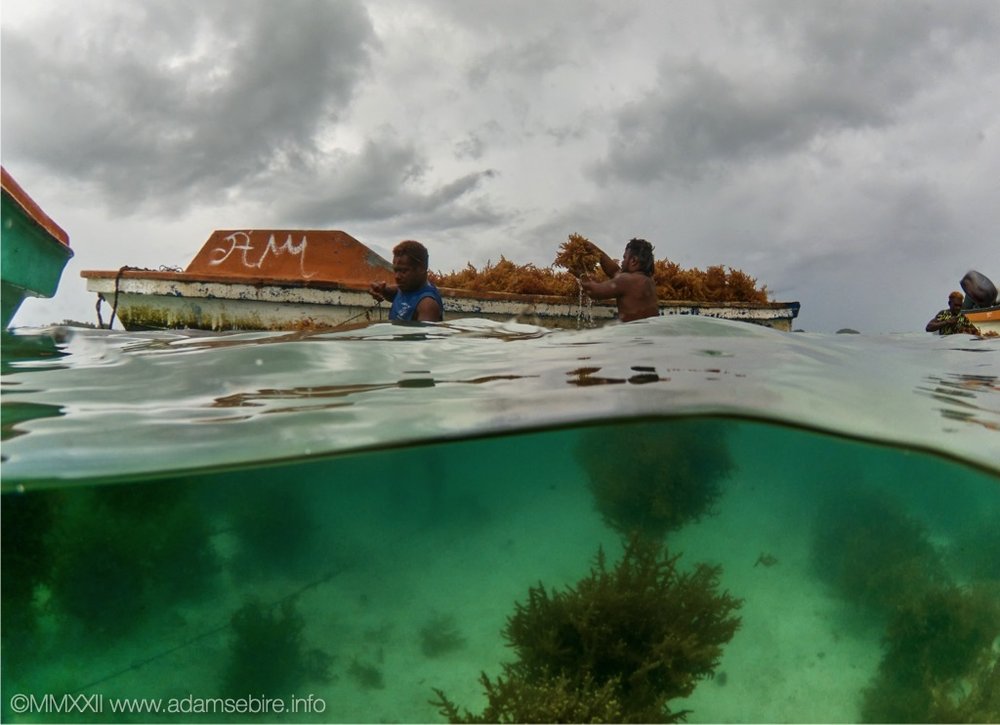 Seaweed harvest, under over split shot underwater.jpg