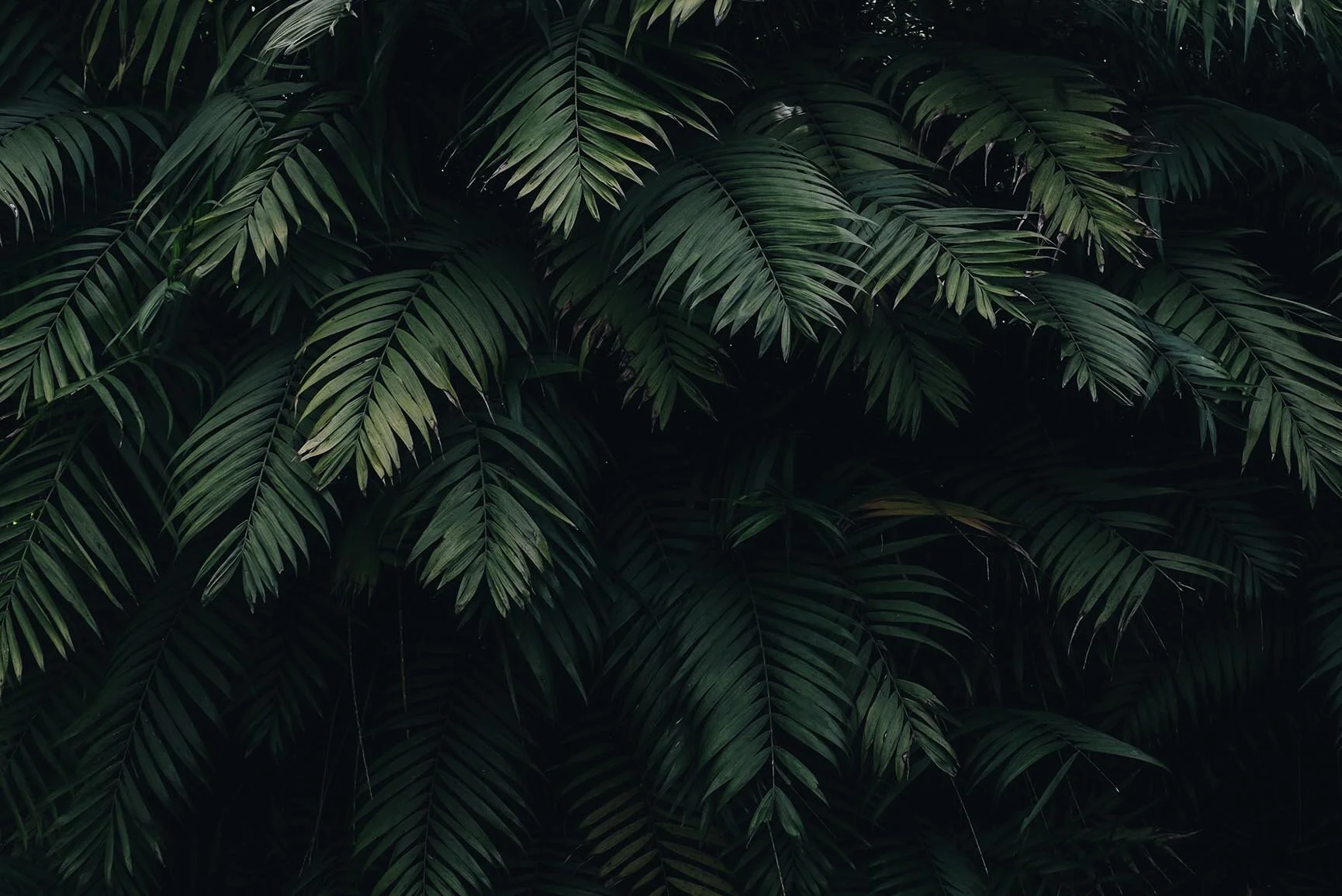 Header-Tropical-iPhone-Wallpaper-Collection-by-Preppy-Wallpapers.jpg