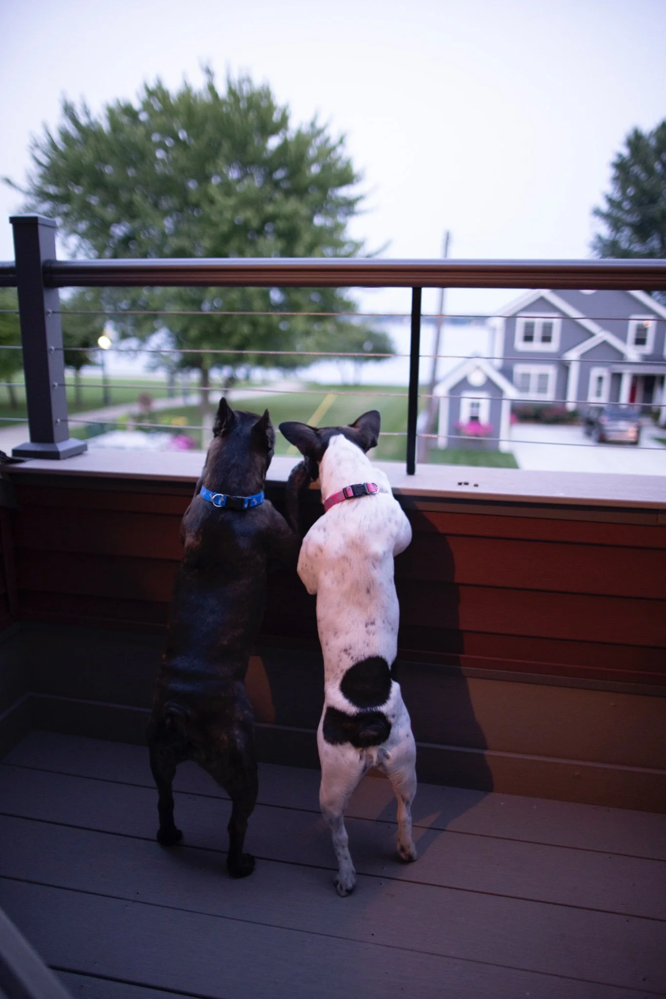 IOWS Pet Friendly.jpeg