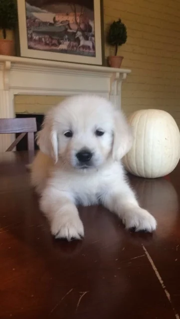 pup.jpeg