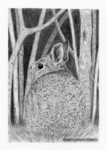 rabbit for site.jpg