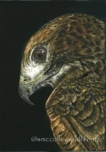 Scarlett scratchboard.jpg