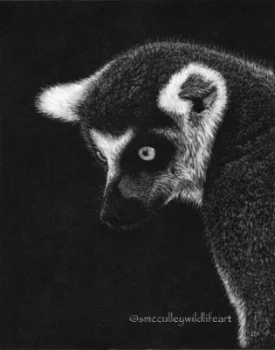 wr ring-tailed lemur.jpg