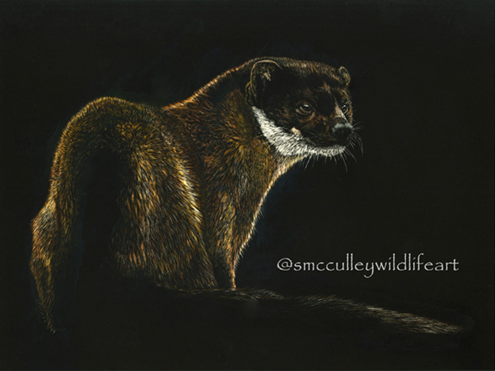 Yellow throated Pine Marten