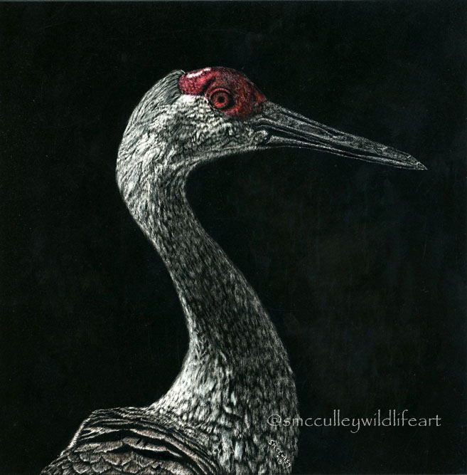 Sand Hill Crane