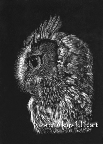 Screech Owl