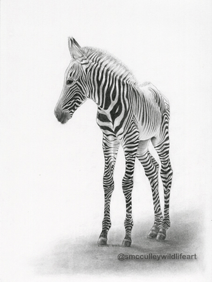 Young Zebra