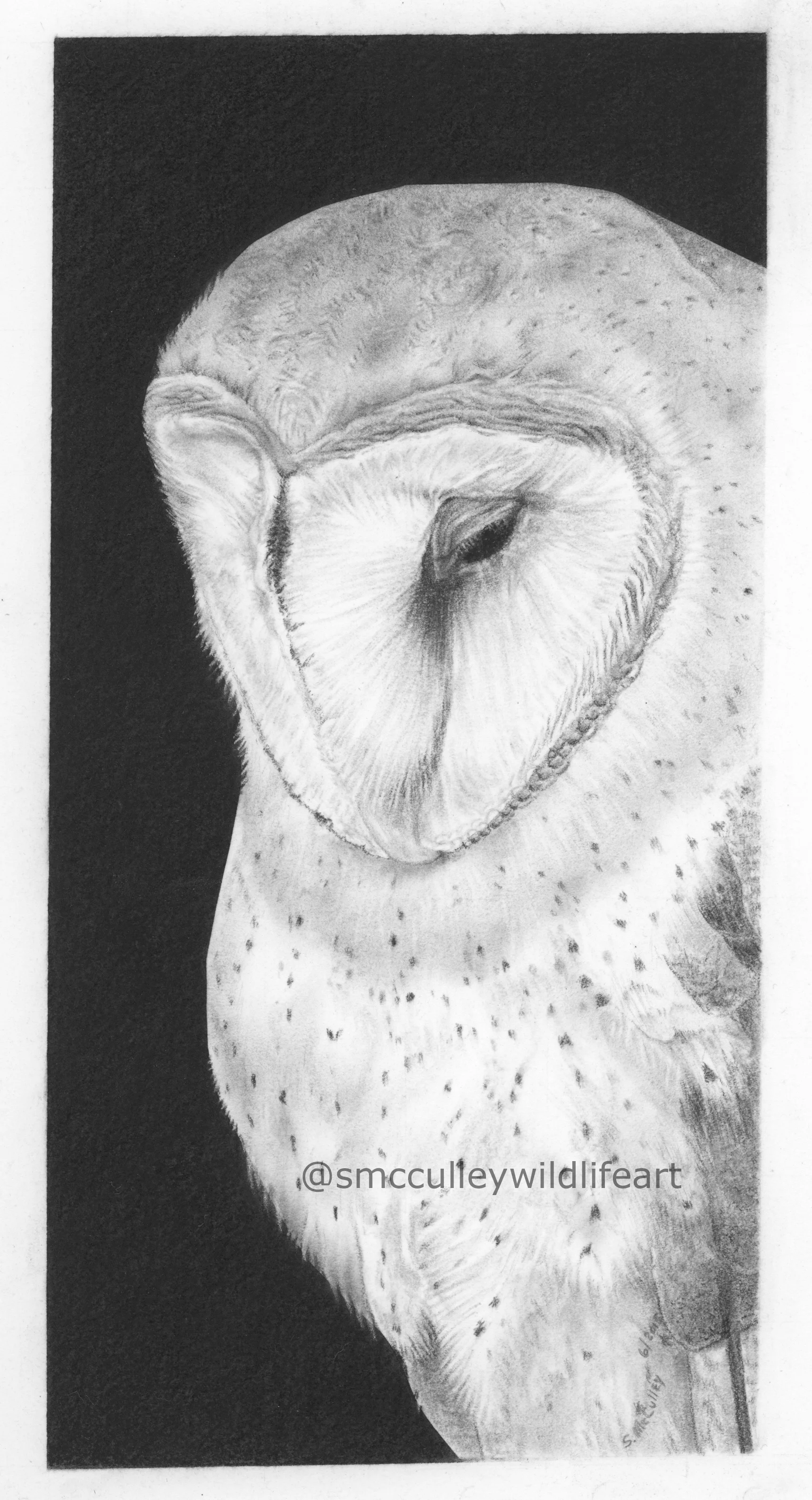 barn owl