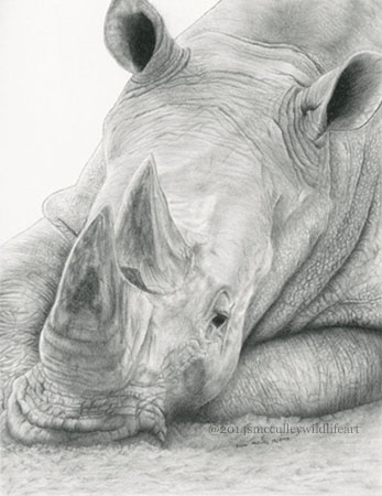 White Rhinocerous
