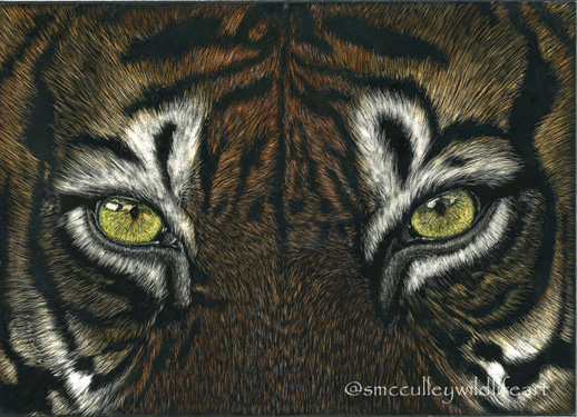 Tiger (close up)