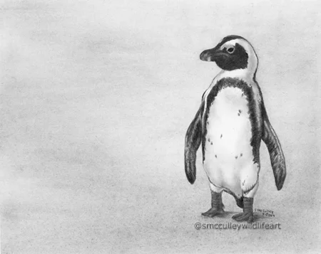South African Penguin