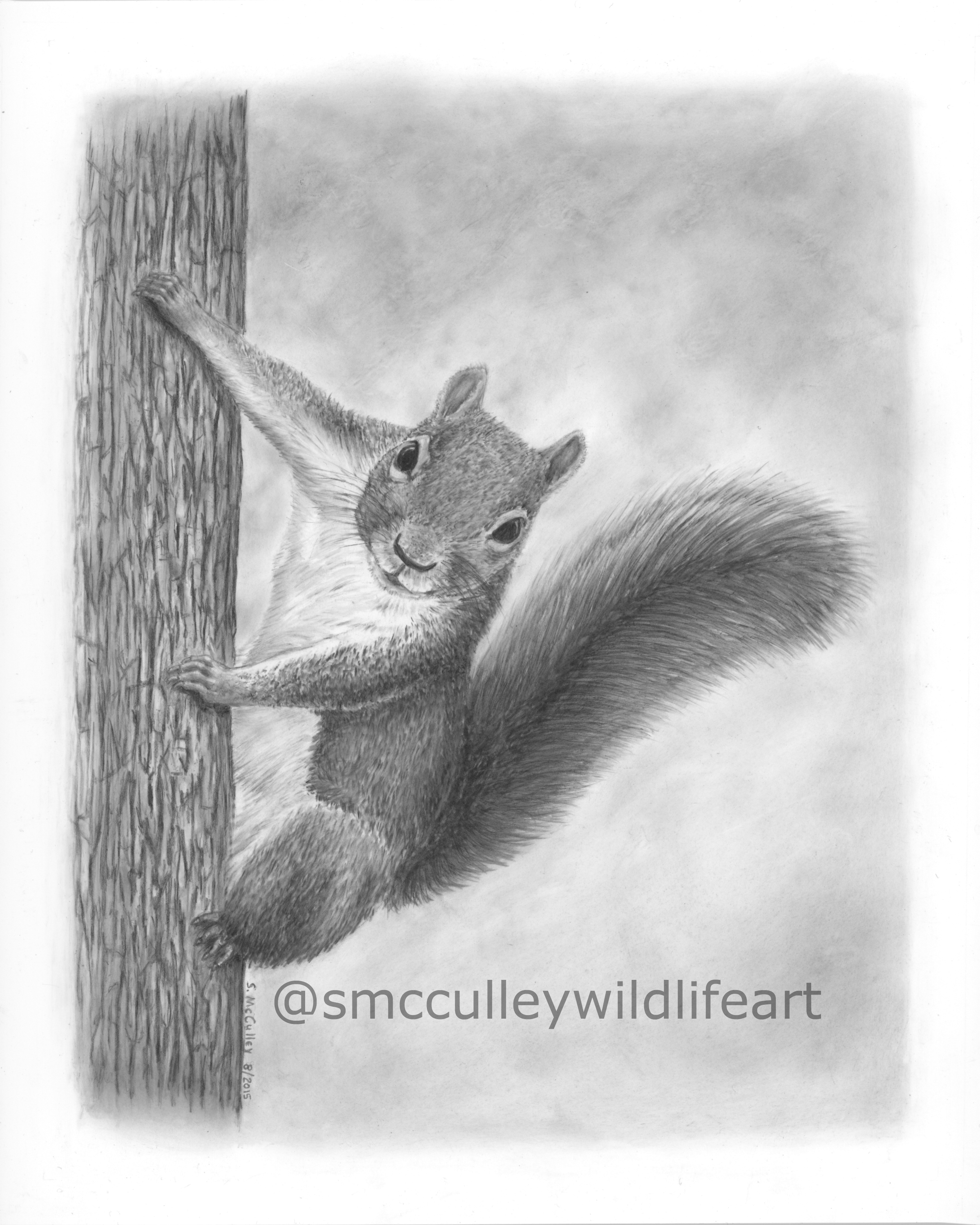 Squirrel (commission)