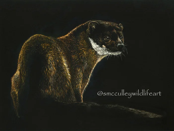 Yellow Throated Pine Marten Print Size: 8 x 10”