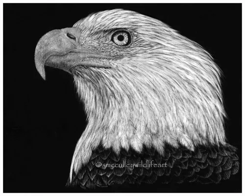 “Pride” (Bald eagle) print size 8 x 10”