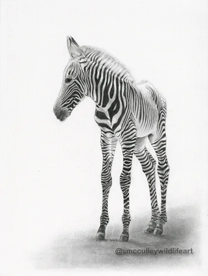 Young Zebra print sizes 8 x 10 and 11 x 14”