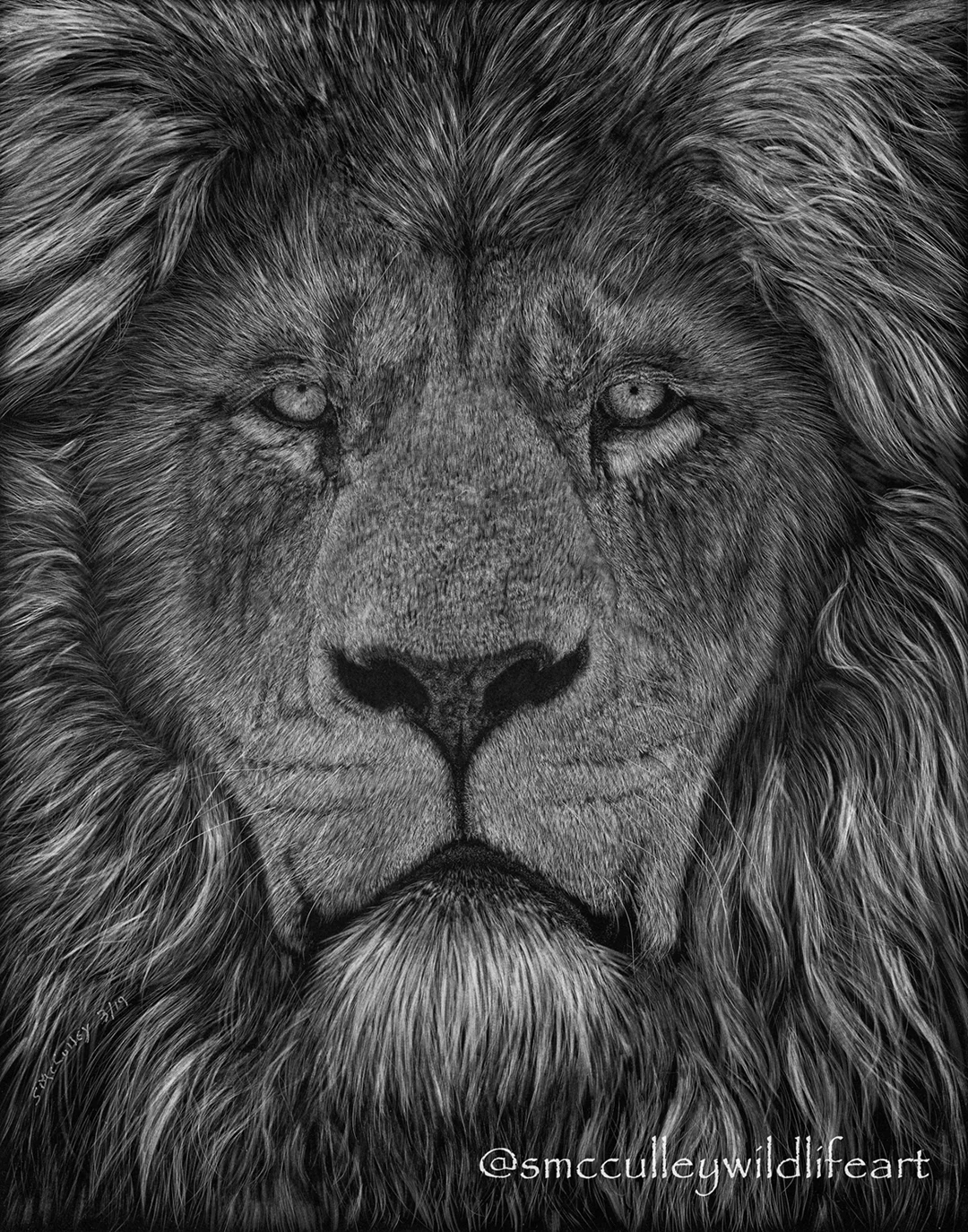 “The look” (Lion) 8 x 10 or 11 x 14” print sizes