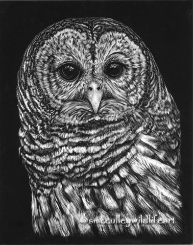 Barred Owl