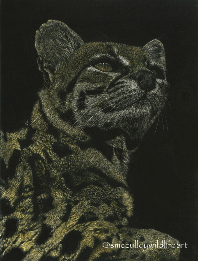 Margay