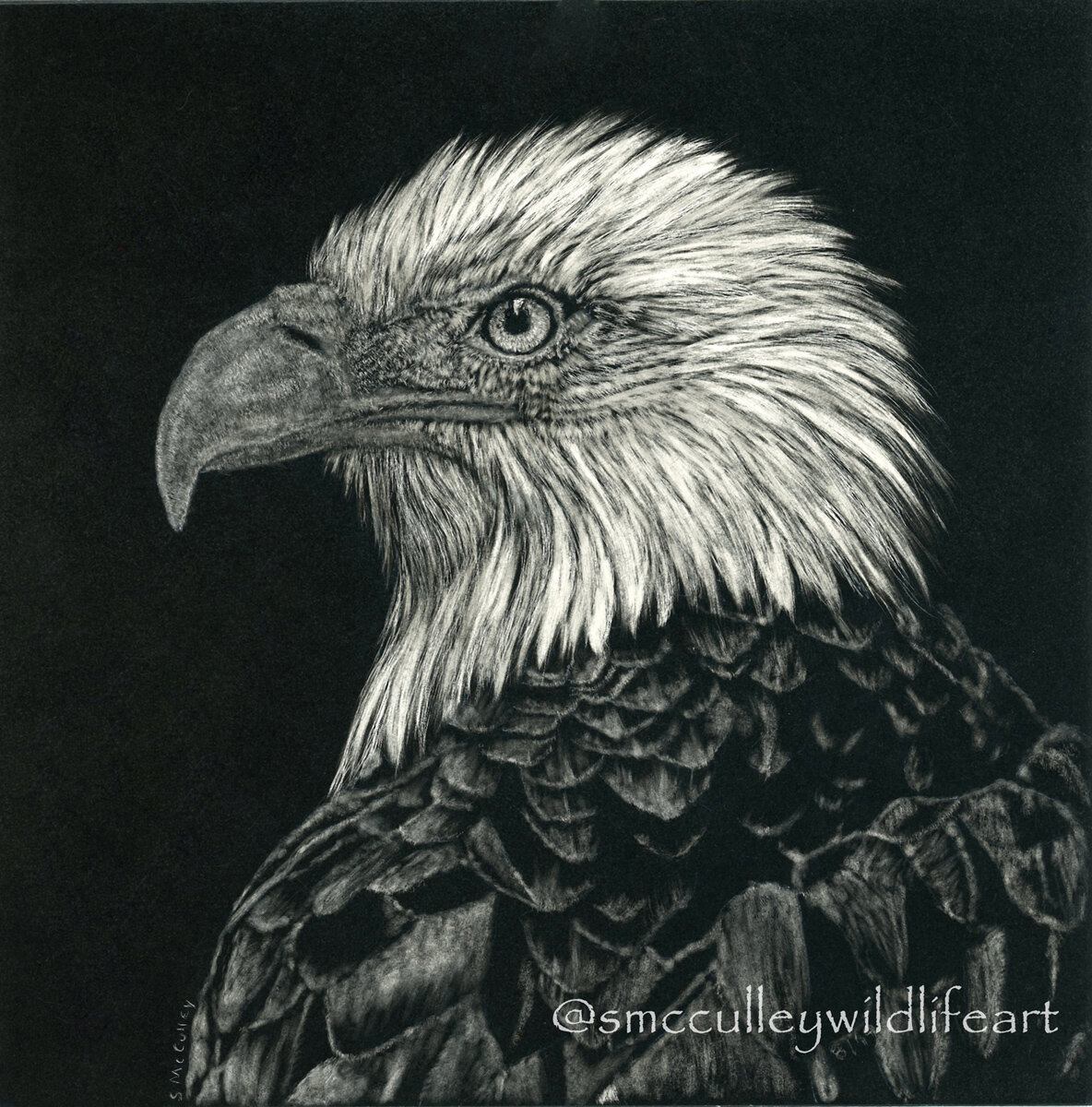 2019 scratch bald eagle head.jpg