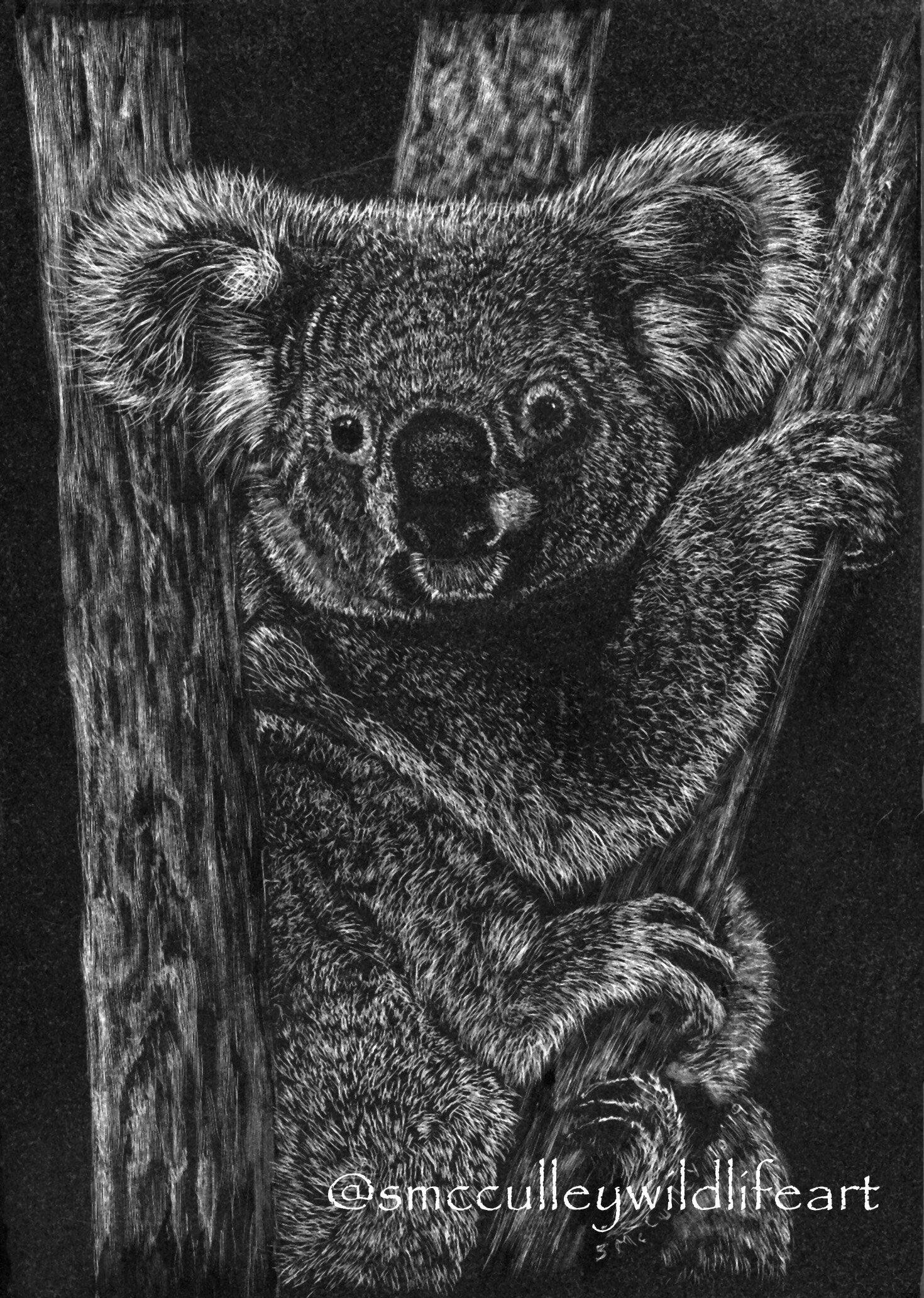 Koala