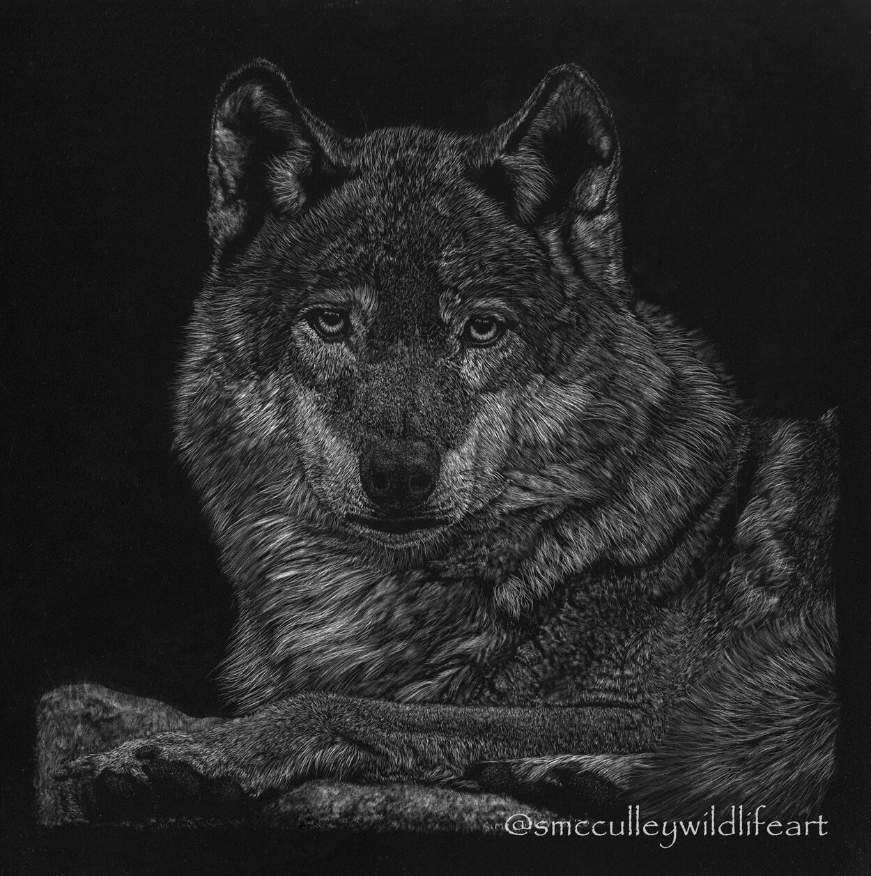 "Watchful" Wolf
