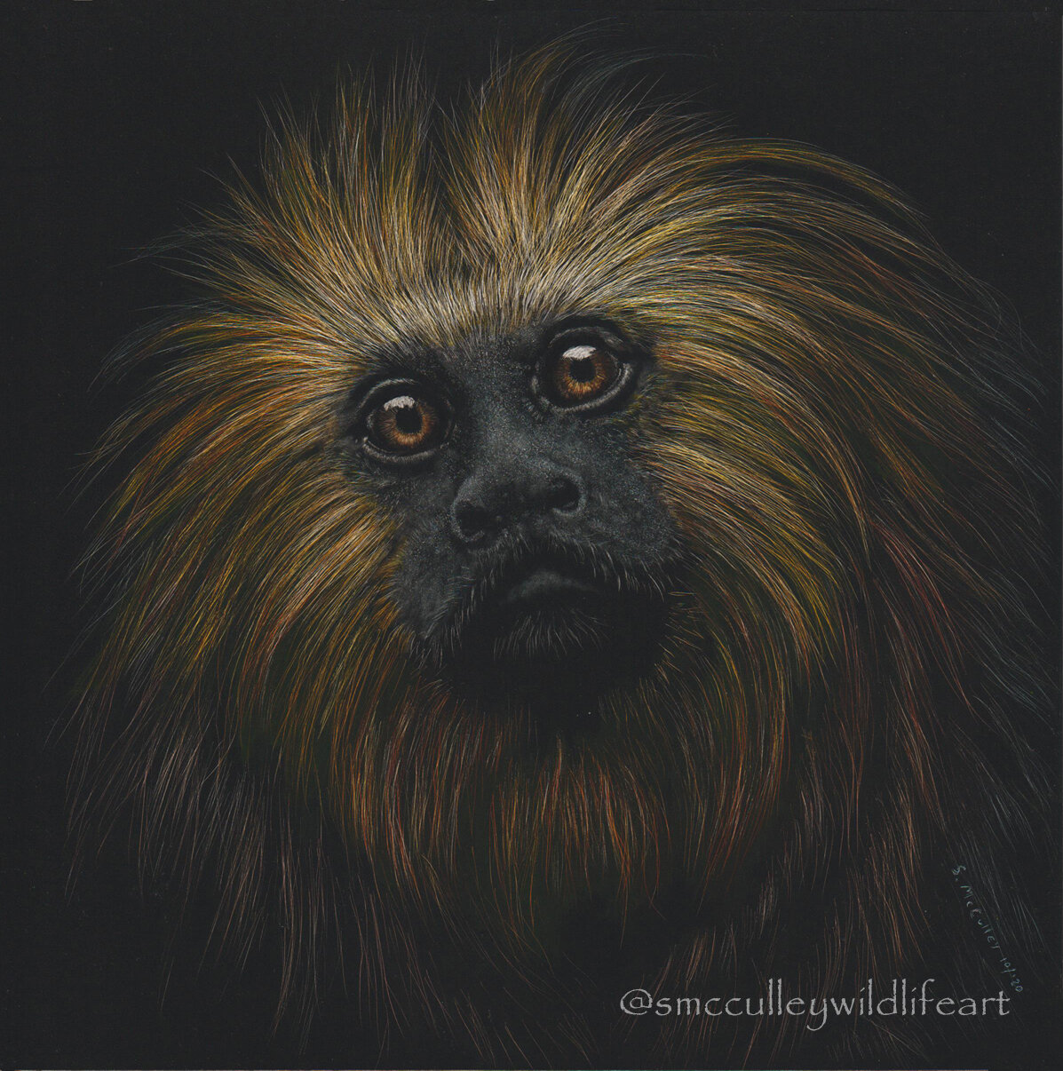 Golden-headed Lion Tamarin