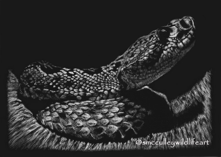 Southern Diamondback Rattlesnake
