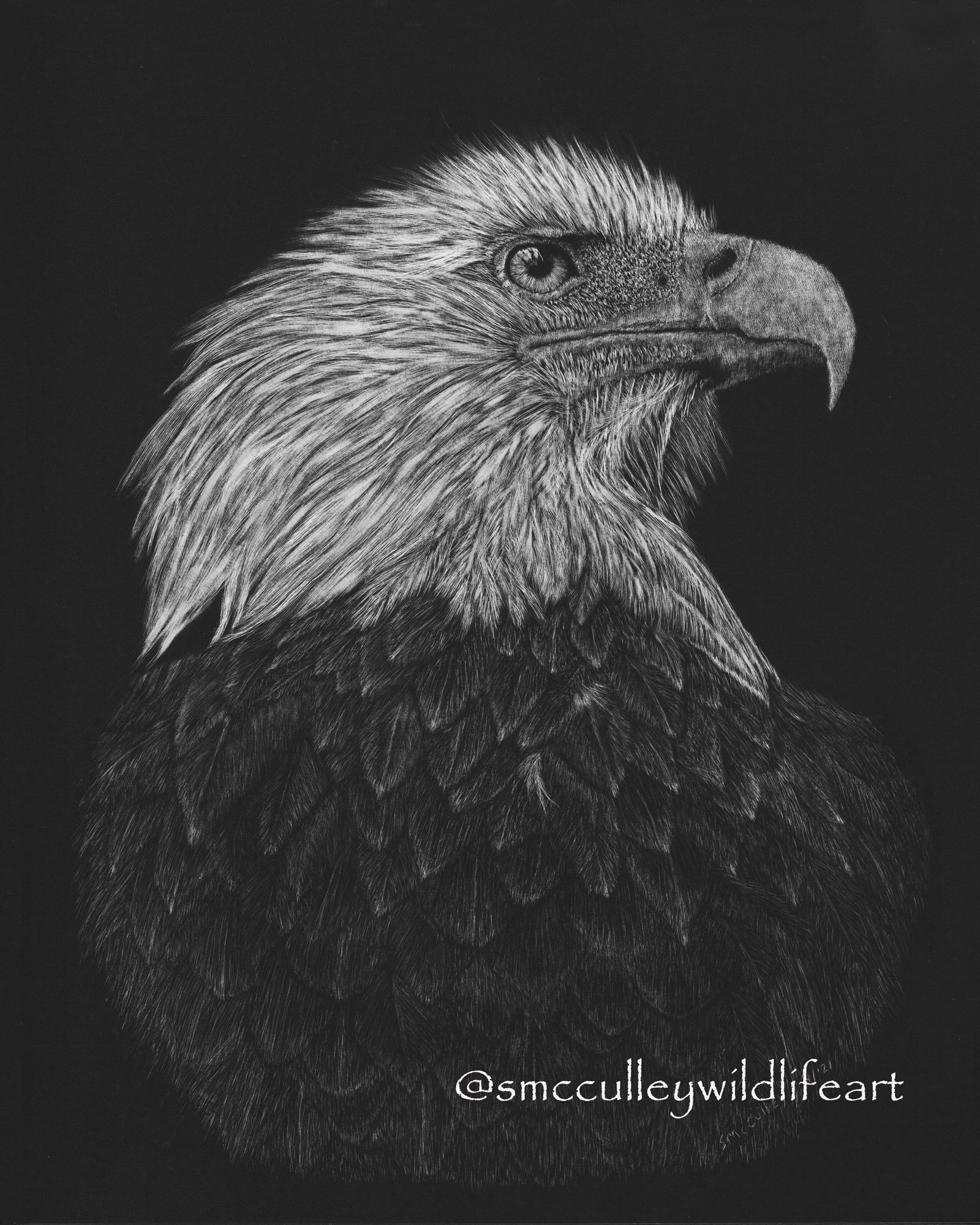 North American Bald Eagle