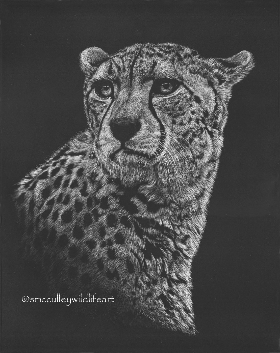 Cheetah   11 x 14" scratchboard  