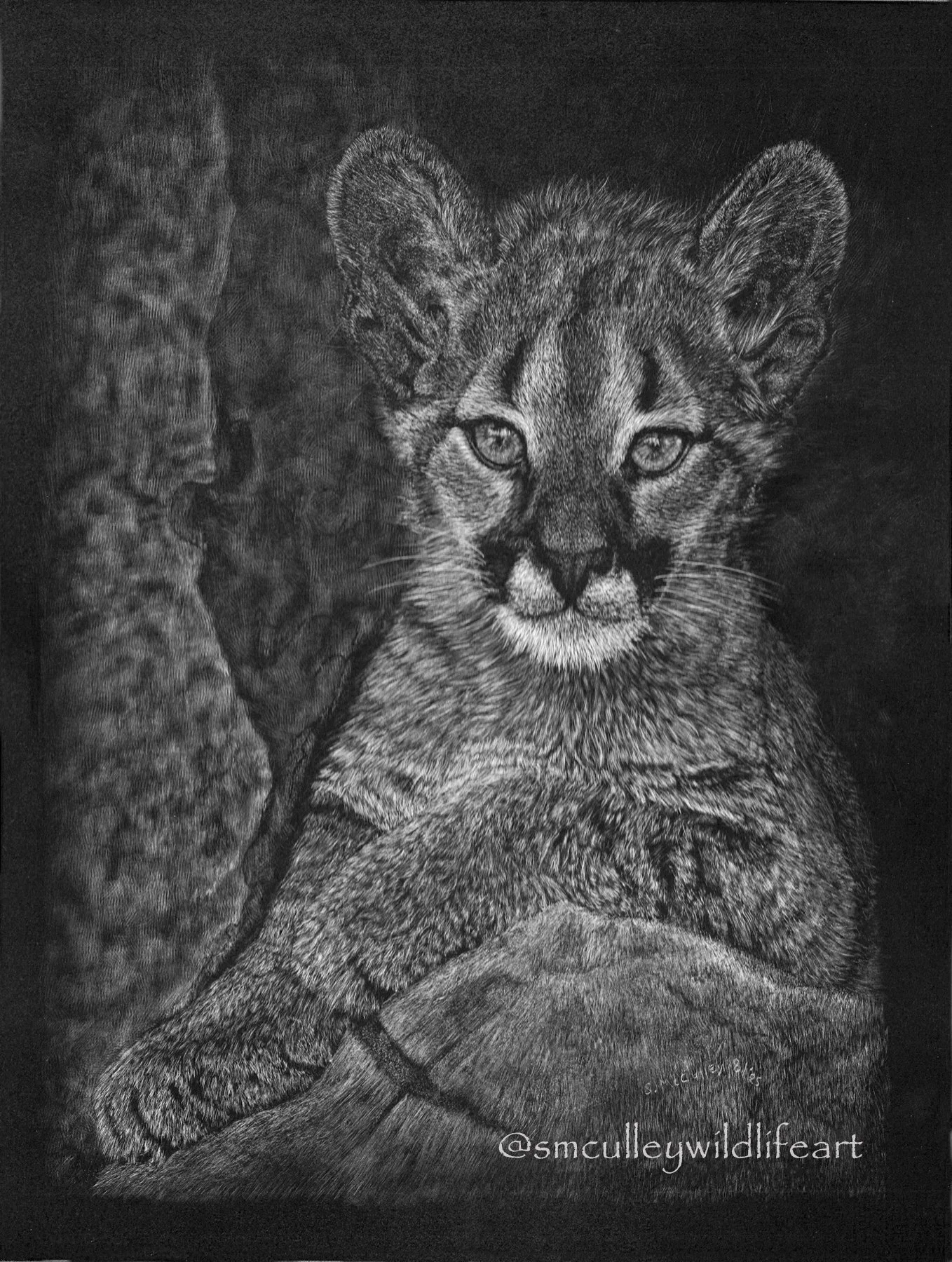 Cougar Kitten