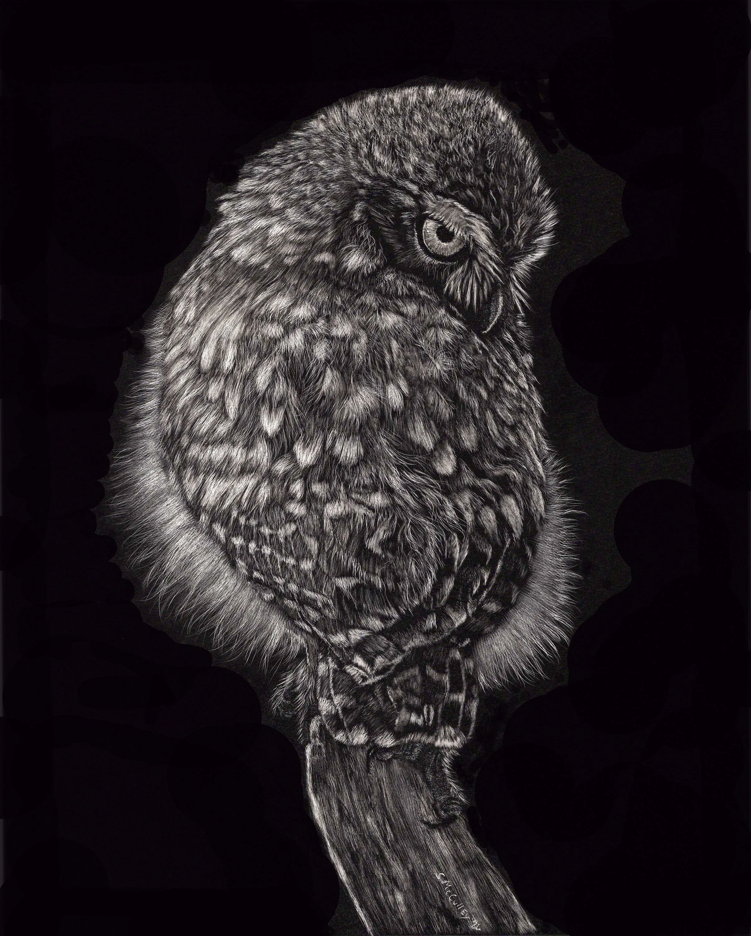 Little Owl